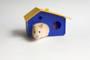 Comment nettoyer un hamster