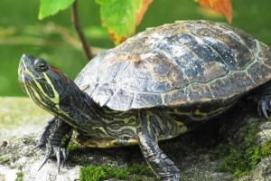 Comment nettoyer une tortue de compagnie