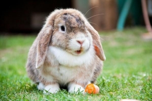 Comment nettoyer correctement une cage à lapin