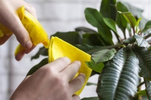 Comment nettoyer les feuilles des plantes d'intérieur