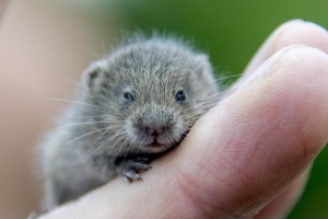 Comment nettoyer les dents de votre hamster