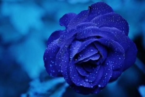 Comment créer des roses bleues naturelles