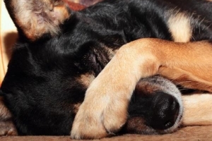 Comment soigner l'orgelet d'un chien avec des remèdes naturels