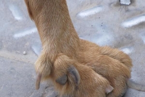 Comment couper la griffe de rosée d'un chien