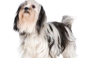 Comment couper les cheveux d'un shih tzu