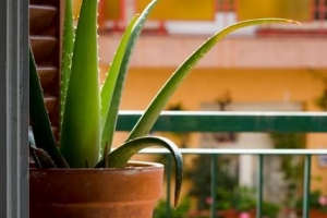 Comment couper les feuilles d'aloe vera