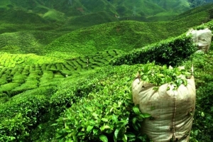 Comment boire du thé darjeeling