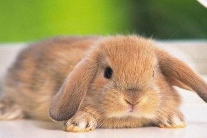 Comment donner un bain à sec à un lapin