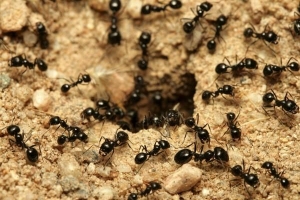 Comment éliminer les fourmis du jardin naturellement