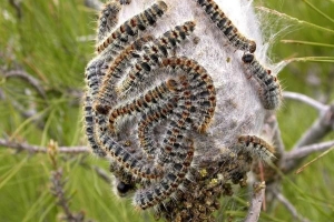 Comment exterminer les chenilles processionnaires du pin