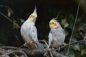 Comment nourrir un poussin calopsitte