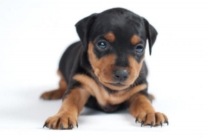 Comment nourrir un chiot doberman