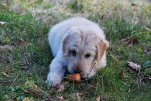 Comment nourrir un chien atteint de leishmaniose