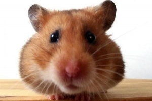 Comment nourrir un hamster