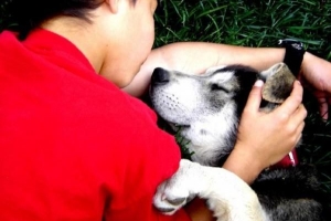 Comment nourrir une chienne enceinte