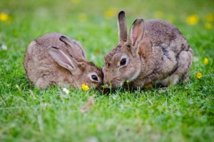 Comment nourrir un lapin gestant