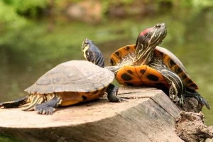 Comment nourrir les tortues si elles ne mangent pas de nourriture achetée en magasin