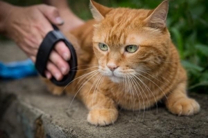 Comment gagner la confiance d'un chat