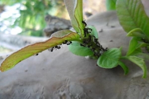 Comment se débarrasser des fourmis naturellement avec du vinaigre