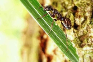 Comment se débarrasser des fourmis sur les plantes