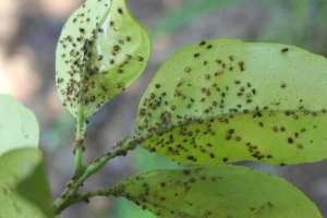 Comment se débarrasser des pucerons naturellement