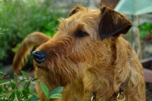 Comment se débarrasser du hoquet de chien