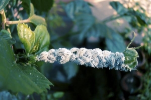 Comment se débarrasser des cochenilles des plantes d'extérieur