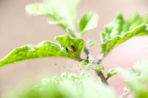 Comment se débarrasser des tétranyques sur les plantes