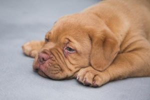 Comment donner du sirop à mon chien