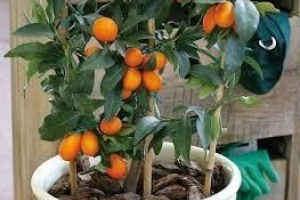 Comment faire pousser un arbre de kumquat