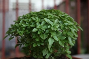 Comment faire pousser du basilic dans un pot à la maison