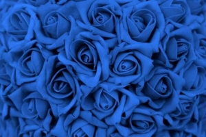 Comment faire pousser des roses bleues