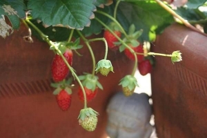 Comment faire pousser des fraises dans un pot