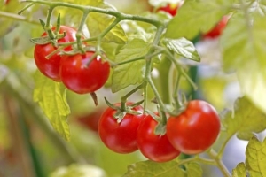 Comment faire pousser des tomates dans un pot