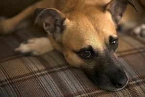 Comment aider un chien craintif à prendre confiance en lui