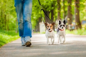 Comment présenter deux chiens qui vivront ensemble