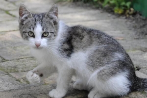 Comment éloigner les chats de votre jardin