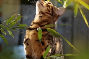 Comment empêcher les chats de manger des plantes