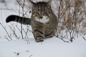 Comment savoir si mon chat a froid