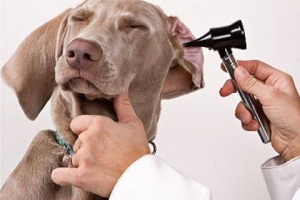 Comment savoir si mon chien a une infection de l'oreille ou une otite