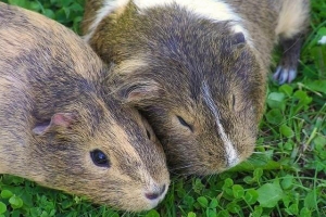 Comment savoir si mon cochon d'inde est un mâle ou une femelle