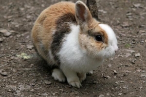 Comment savoir si mon lapin a de la fièvre