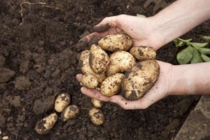 Comment savoir quand les pommes de terre sont prêtes à être récoltées