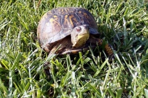 Comment savoir si une tortue est un mâle ou une femelle