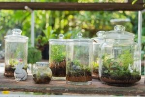 Comment faire un terrarium pas cher