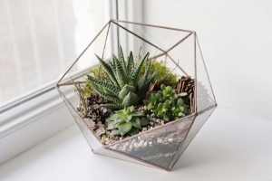 Comment faire un terrarium succulent bricolage - alternatives au bol en verre