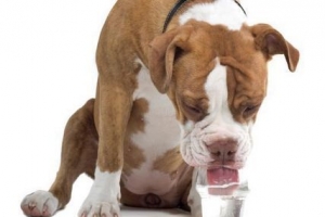 Comment faire boire de l'eau à un chien lorsqu'il est malade