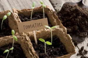 Comment faire un pot de fleurs avec du carton