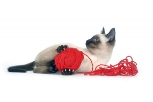 Comment faire des jouets faits maison pour les chats