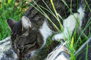 Comment faire boire plus d'eau à mon chat